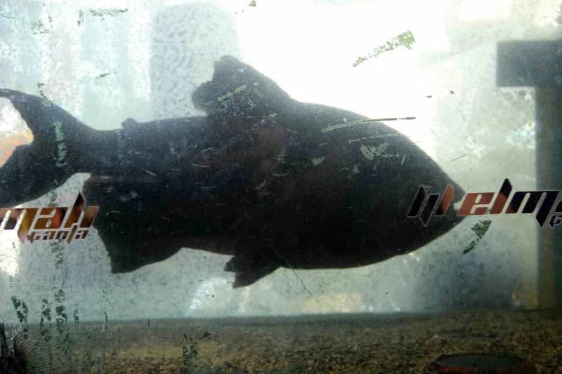 "Dadaş Pirana" olarak bilinen yaklaşık 4 kilogram ağırlığında 60 santimetre boyundaki Pirana, 39 yıllık ömrüyle dikkat ç