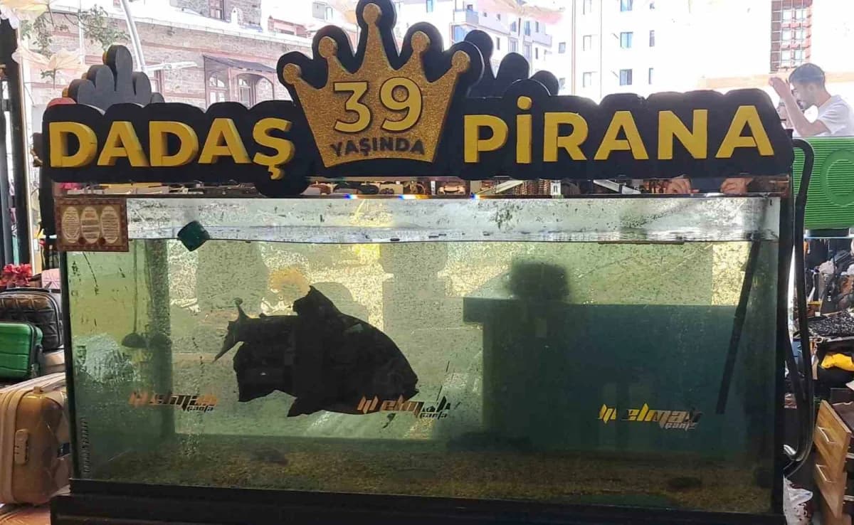 Erzurum’da 39 yıldır yaşayan Dadaş Pirana balığı özel akvaryumunda görülüyor