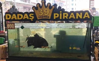 Erzurum’da 39 yıldır yaşayan Dadaş Pirana balığı özel akvaryumunda görülüyor