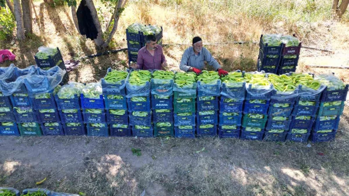 Van Erciş'te 86 yaşındaki Ahmet Can tarlasında biber yetiştiriyor