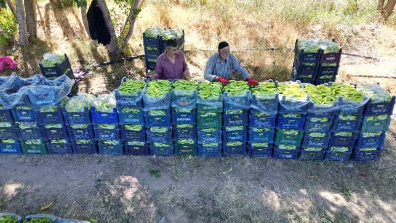 Van Erciş'te 86 yaşındaki Ahmet Can tarlasında biber yetiştiriyor