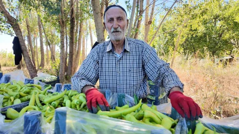 Erciş ilçesi Tekevler Mahallesi'nde ikamet eden Ahmet Can (86), uzun yıllardır çiftçilikle uğraşıyor.