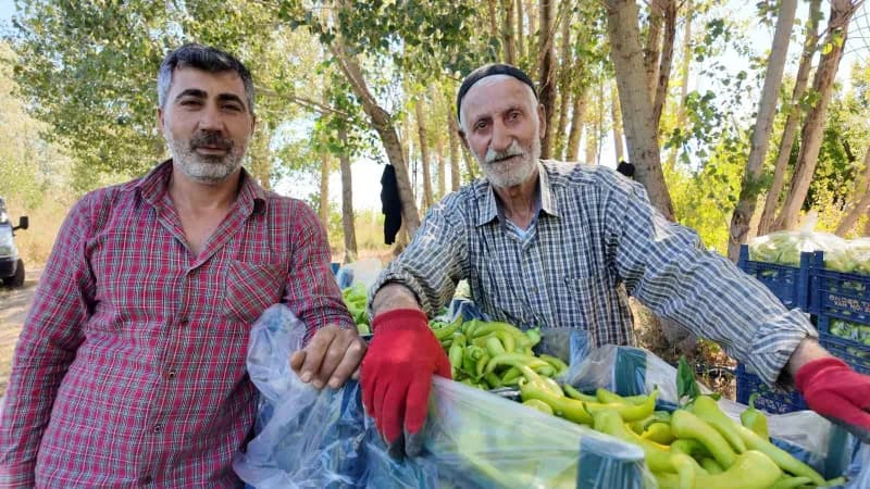 86 yaşındaki Ahmet Can (Sağda), oğlu Erdal Can (Solda) ile birlikte yetiştirdiği biberlerle bölgenin ihtiyacını karşılıy