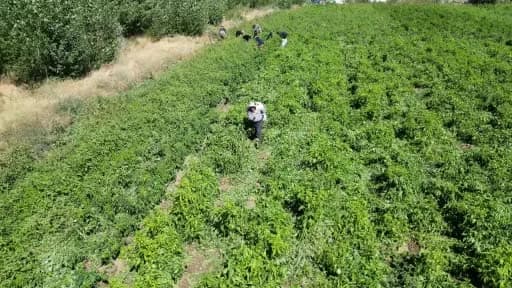 Van Erciş'te 86 yaşındaki Ahmet Can tarlasında biber yetiştiriyor
