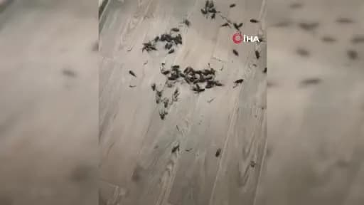 Adana’da gece saatlerinde cırcır böceği sesleri nedeniyle rahatsız olan vatandaşlar balkonlarında oturuyor