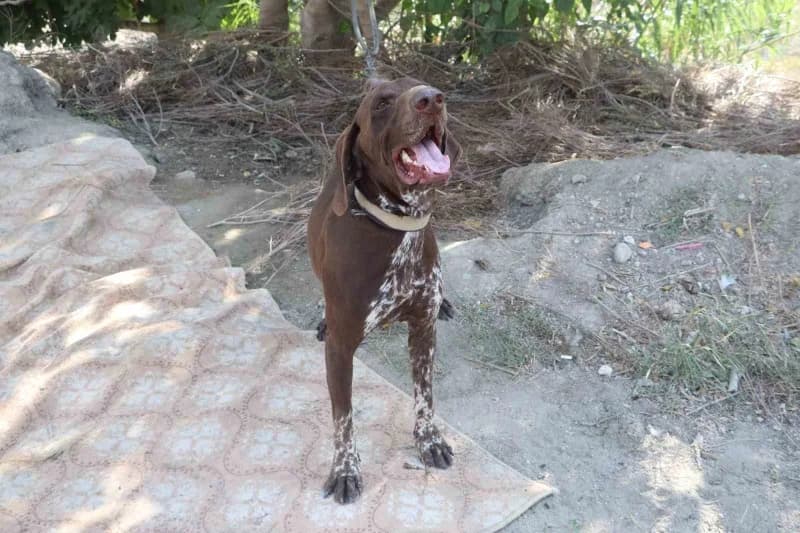 Adana’da bir çiftçinin köpeği, komşusu tarafından sopayla darbedildi. Köpeğin sahibi komşusundan şikayetçi olurken, olay