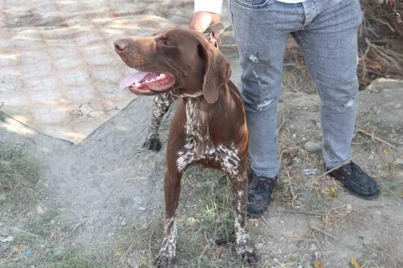Adana’da bir çiftçinin köpeği, komşusu tarafından sopayla darbedildi. Köpeğin sahibi komşusundan şikayetçi olurken, olay