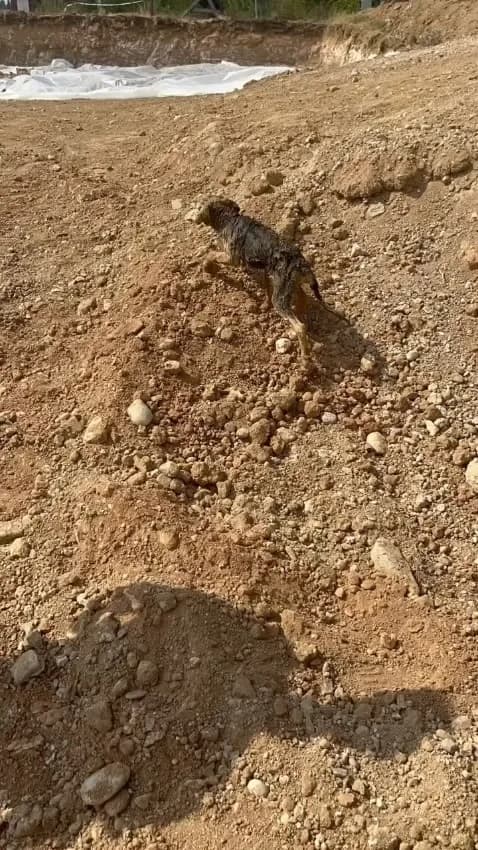 Adana'da inşaat şantiyesindeki kuyuya düşen sahipsiz köpek, İtfaiye ekiplerinin halatlı operasyonuyla kurtarıldı.