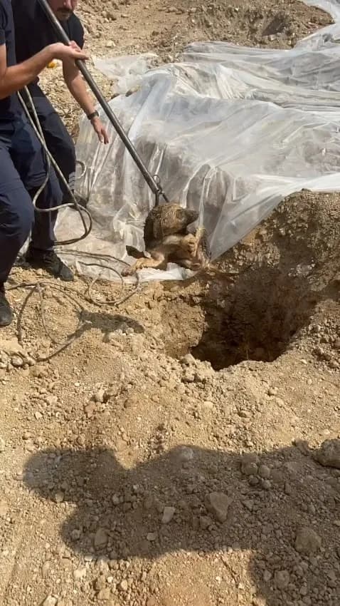 Adana'da inşaat şantiyesindeki kuyuya düşen sahipsiz köpek, İtfaiye ekiplerinin halatlı operasyonuyla kurtarıldı.