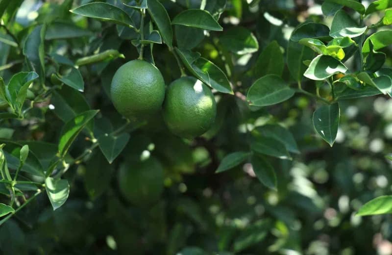 Türkiye’nin en önemli limon üretim merkezlerinden Adana’da Limonun ihracat izni çıktı ancak Rusya-Ukrayna savaşı nedeniy