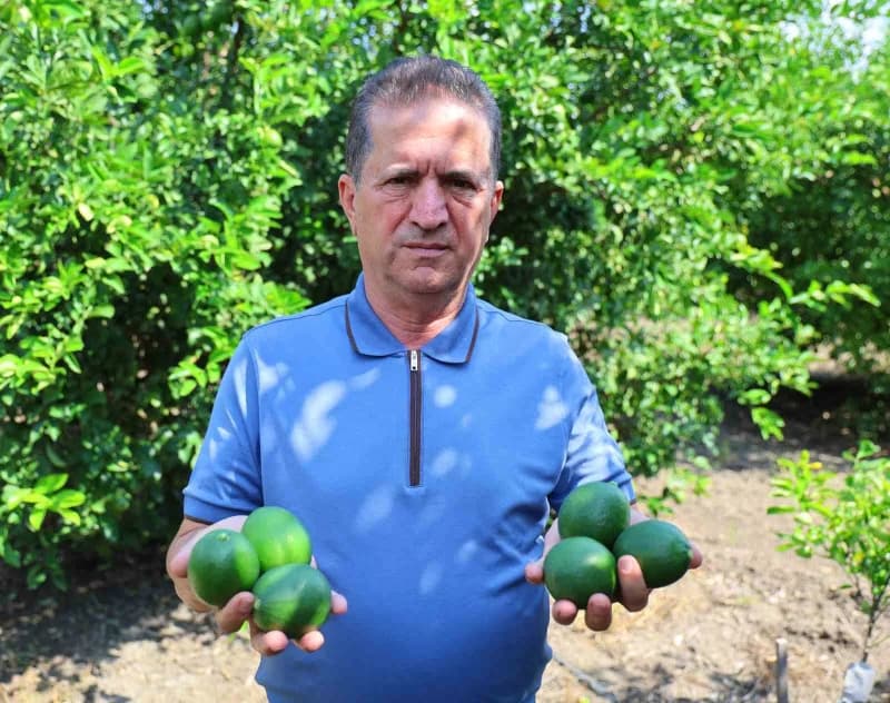 Yüreğir Ziraat Odası Başkanı Mehmet Akın Doğan, "Polonya'ya ve diğer Avrupa ülkelerine ürün gitmekte ama en büyük pazarı