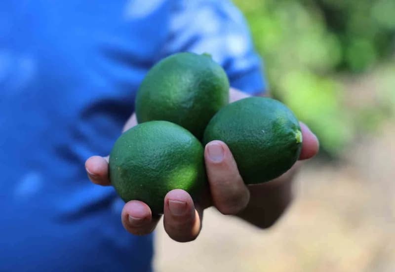 Türkiye’nin en önemli limon üretim merkezlerinden Adana’da Limonun ihracat izni çıktı ancak Rusya-Ukrayna savaşı nedeniy