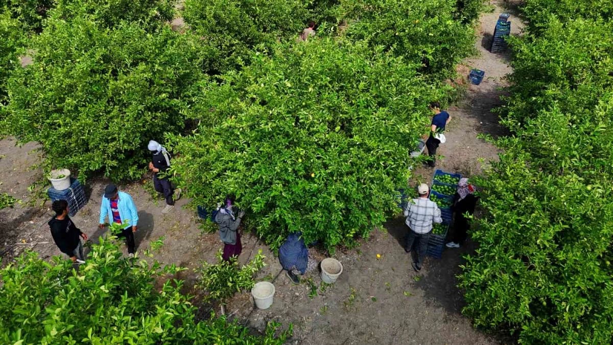 Türkiye’nin en önemli limon üretim merkezlerinden Adana’da Limonun ihracat izni çıktı ancak Rusya-Ukrayna savaşı nedeniy