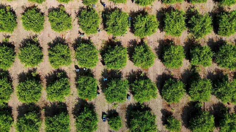 Adana'da limon bahçesinde hasat yapan üreticiler ve limon ağaçları