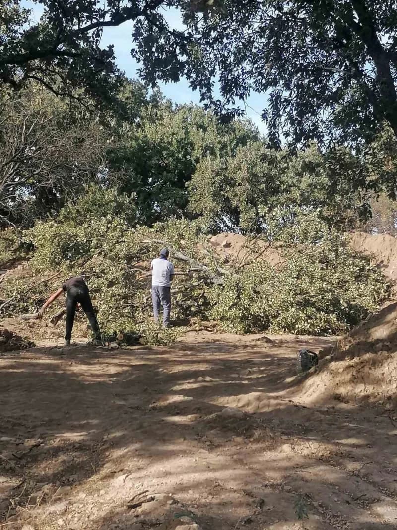 Balıkesir Burhaniye Adramytteion Antik Kenti kazı alanında meşe ağaçları ve kazı çalışmaları