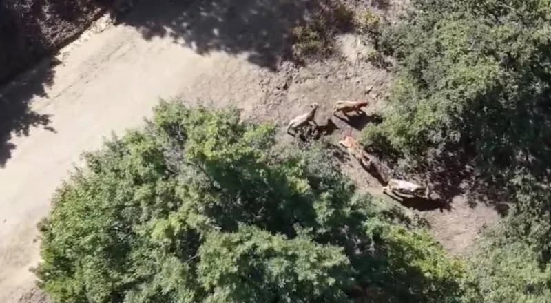 Afyonkarahisar’ın Sultandağı ilçesinde kaybolan 9 büyükbaş hayvan, dron destekli arama çalışması sonucu kısa sürede bulu