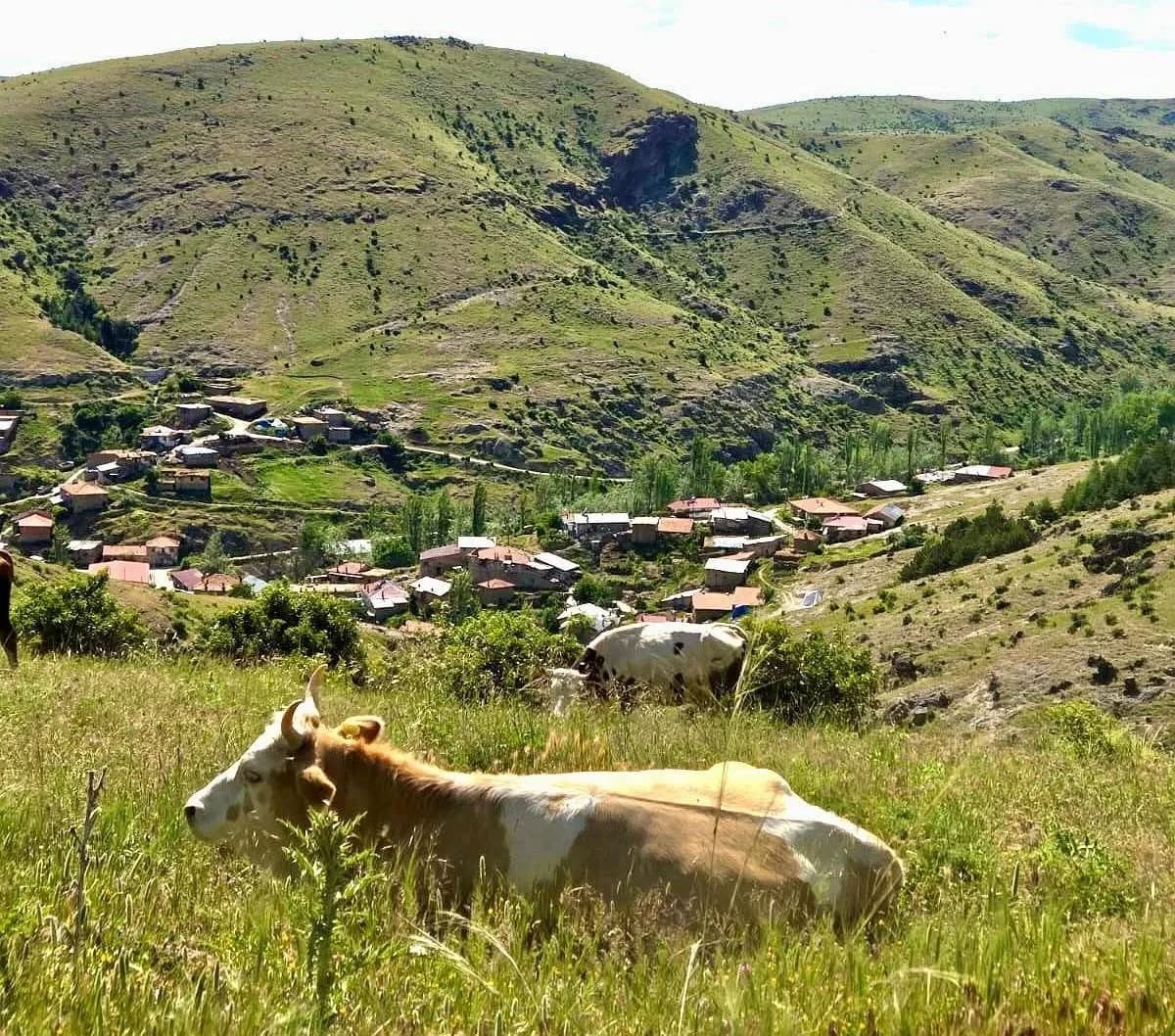 Afyonkarahisar'da kırsal dezavantajlı alanlarda üreticilere yönelik saha ziyaretleri ve incelemeler yapılıyor