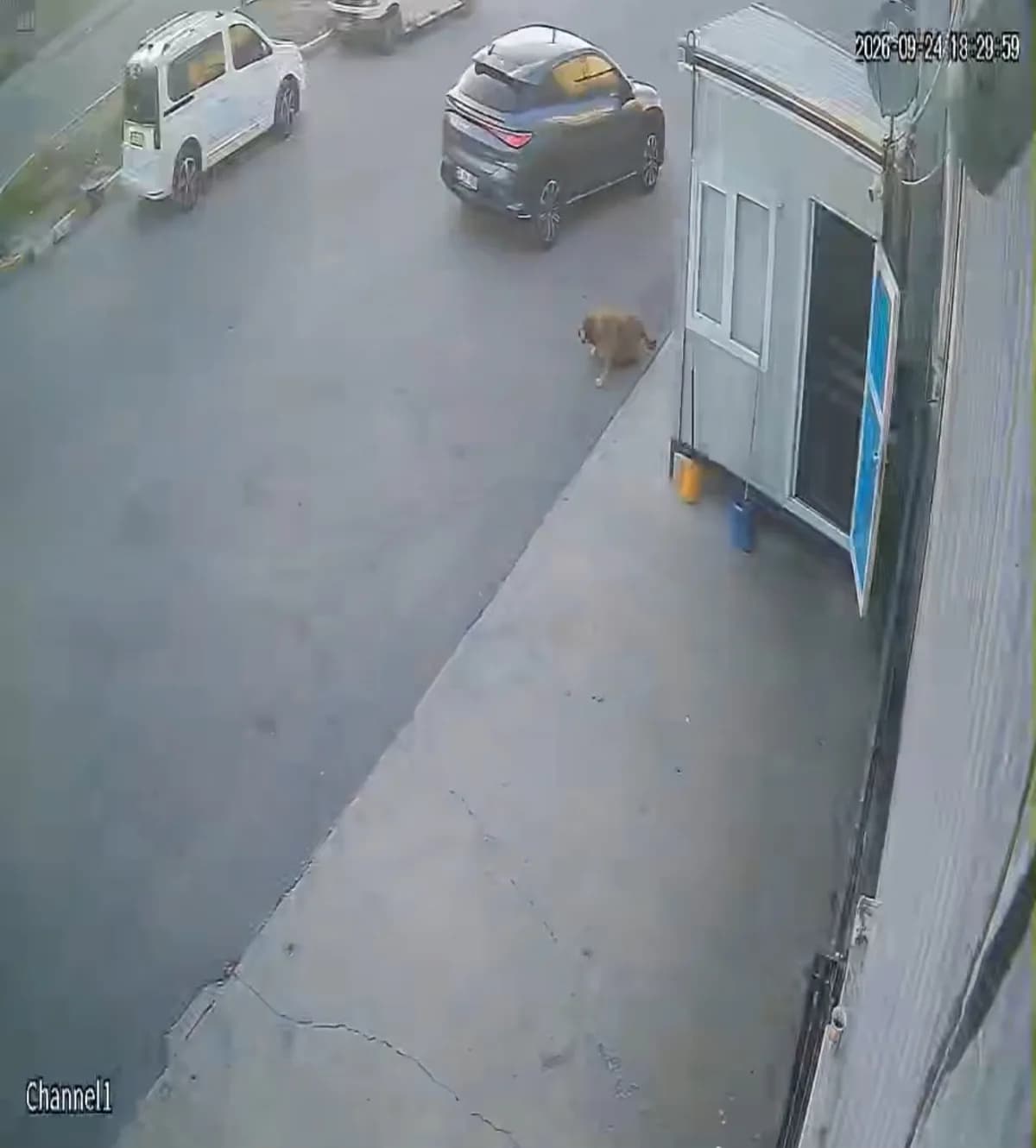 Afyonkarahisar Organize Sanayi Bölgesi'nde bir aracın sokak köpeğine çarpma anı güvenlik kamerasında