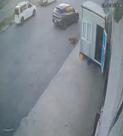 Afyonkarahisar Organize Sanayi Bölgesi'nde bir aracın sokak köpeğine çarpma anı güvenlik kamerasında
