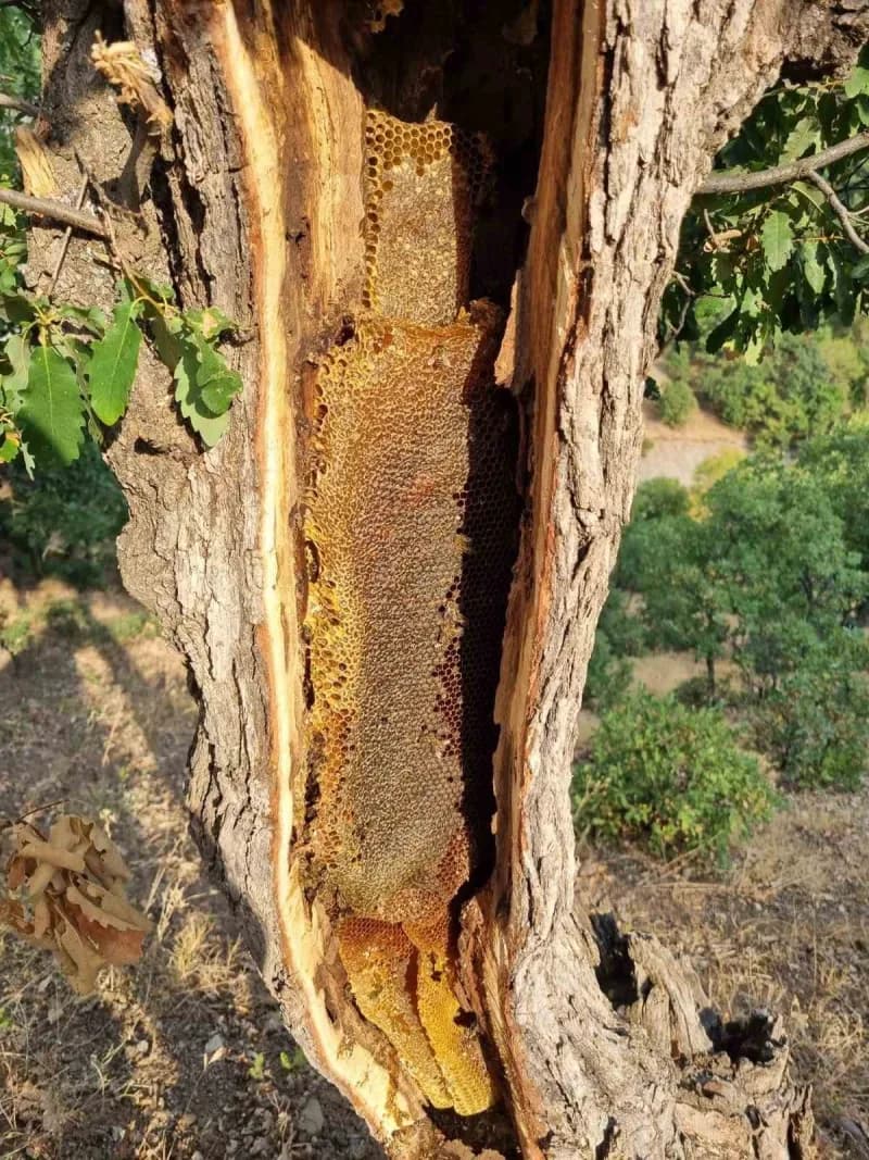 Elazığ Palu ilçesinde yaşlı bir ağaç gövdesinden çıkarılan petek petek doğal bal ve çevresinde uçan arılar