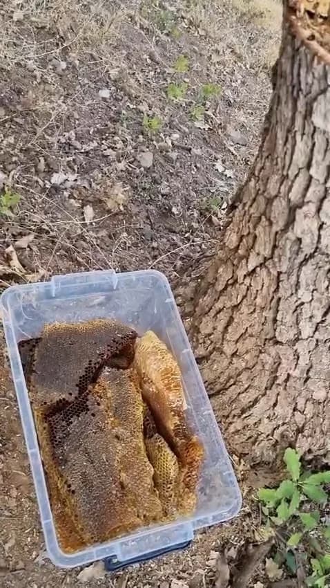 Elazığ’ın Palu ilçesinde ağaç gövdesi içerisinden kilolarca bal çıkartıldı