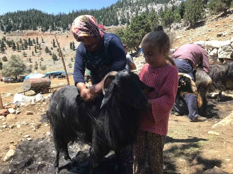 Antalya'nın Akseki ilçesinde yaz aylarını yüksek rakımlı yaylalarda geçiren Yörükler, atalarından kalan hayvancılık gele