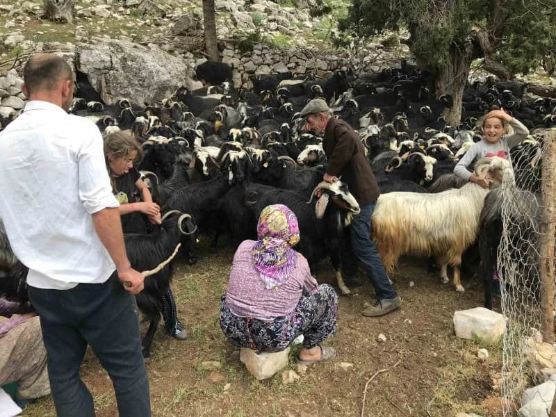Antalya'nın Akseki ilçesinde yaz aylarını yüksek rakımlı yaylalarda geçiren Yörükler, atalarından kalan hayvancılık gele