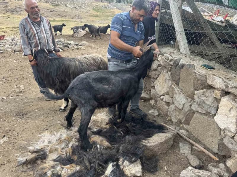 Antalya'nın Akseki ilçesinde yaz aylarını yüksek rakımlı yaylalarda geçiren Yörükler, atalarından kalan hayvancılık gele