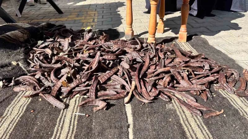 Alanya’da bu yıl ikincisi düzenlenen Keçiboynuzu Hasat Şenliği, çeşitli etkinlikler, yöresel ürün stantları, yarışmalar