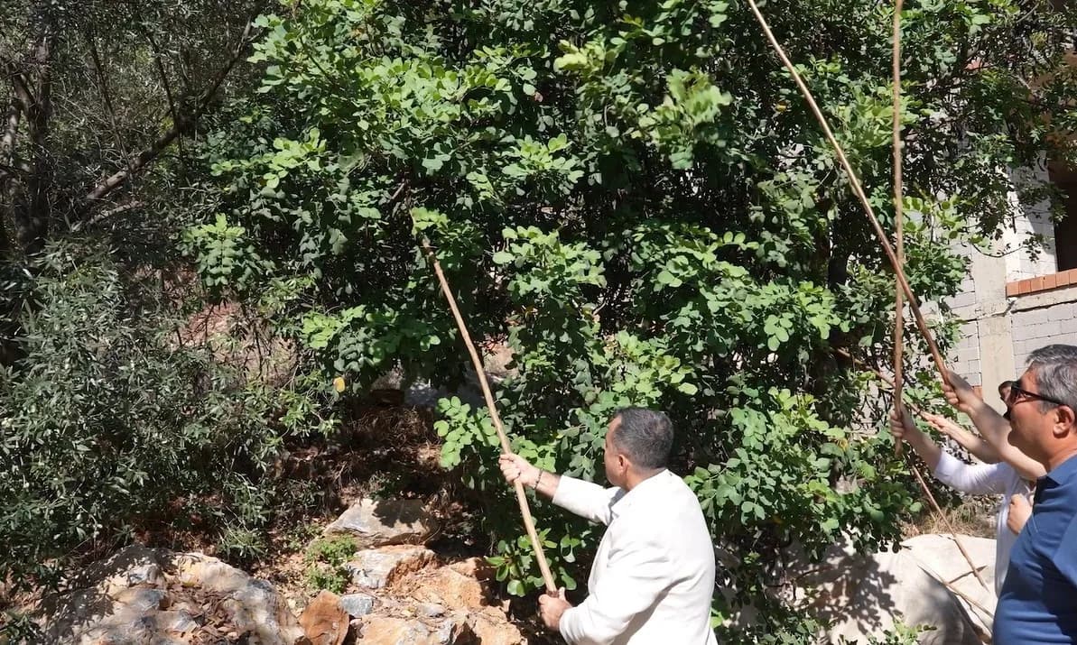 Alanya’da bu yıl ikincisi düzenlenen Keçiboynuzu Hasat Şenliği, çeşitli etkinlikler, yöresel ürün stantları, yarışmalar