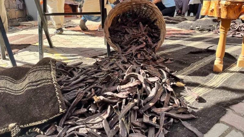 Alanya’da bu yıl ikincisi düzenlenen Keçiboynuzu Hasat Şenliği, çeşitli etkinlikler, yöresel ürün stantları, yarışmalar