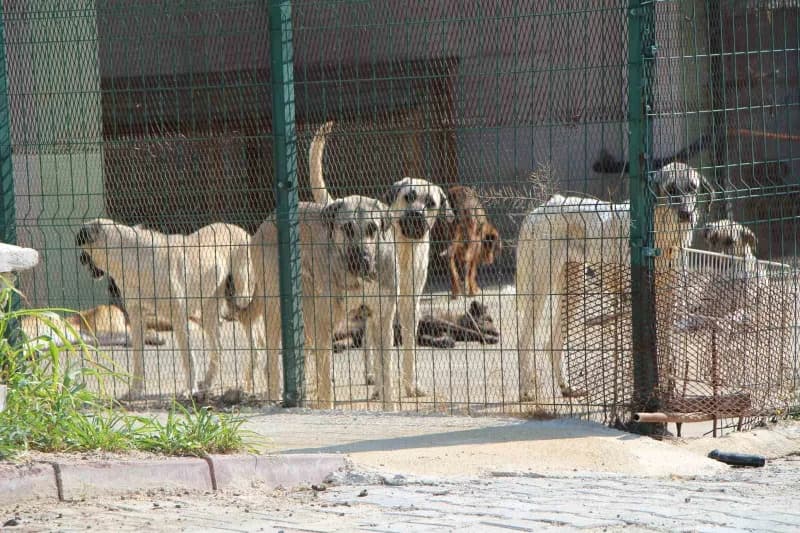 Merkezde Çok sayıda köpek ve kedi yaşıyor