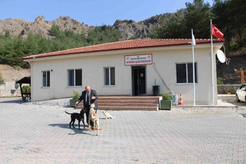 Merkezde Çok sayıda köpek ve kedi yaşıyor