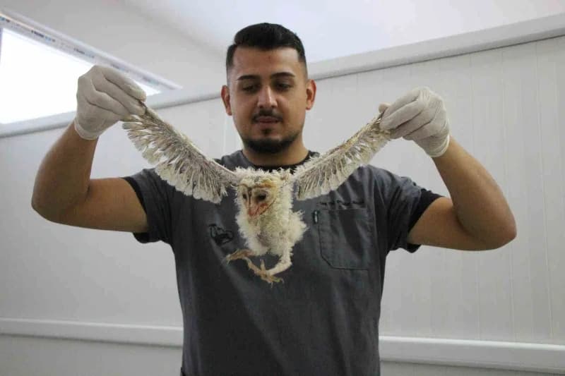 Yavru baykuşlar yetişkinliğe eriştiklerinde doğaya bırakılacaklar.