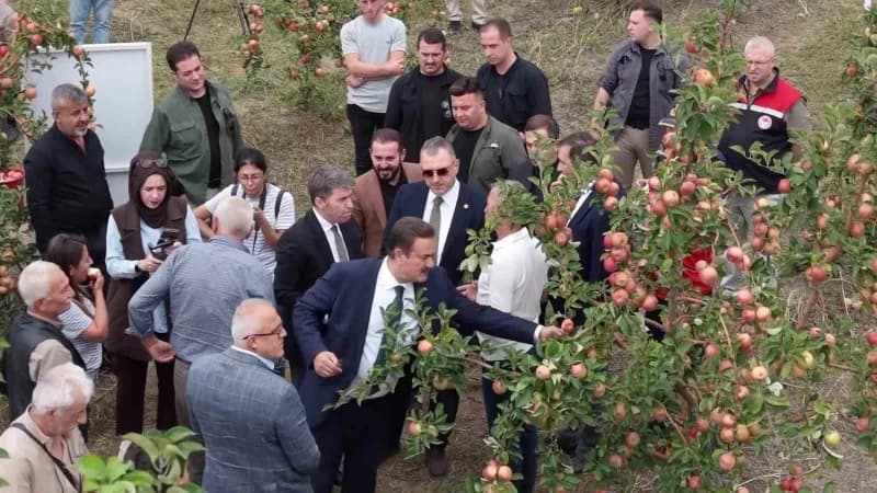 Suluova ilçesine bağlı Kurnaz köyünde yaşayan Yapar ailesine ait örnek bahçede düzenlenen elma hasadına AK Parti Amasya