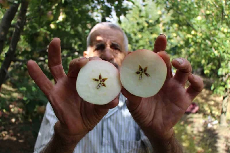 Ortasından yatay kesildiğinde çekirdekleri yıldız şekli alan elmanın kokusuna güvenen Amasyalı çiftçiler farkının ısırıl