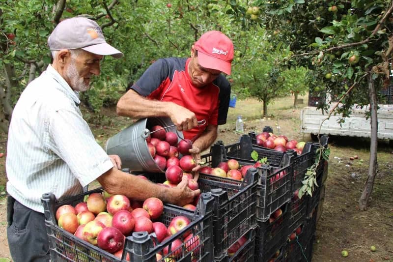Yörenin meyve deposu Ziyaret beldesinde yaşayan 78 yaşındaki Bekir Damatoğlu, şifa kaynağı olduğunu belirttiği Amasya mi
