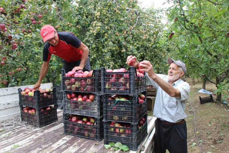 Bir tarafı kırmızı, diğer tarafı yeşil renkteki coğrafi işaret tescilli Amasya misket elmasını toplamak için erken saatl