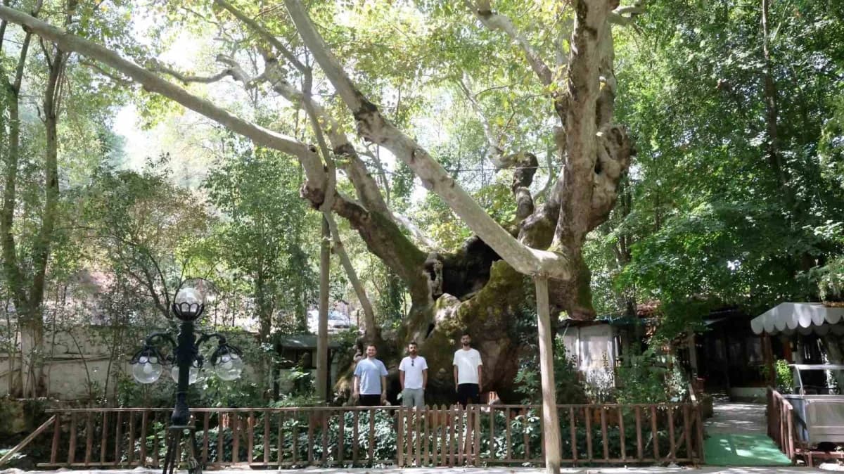 Muğla'nın Yatağan ilçesi Bozüyük Mahallesinde bulunan 854 yıllık anıt çınar, yüzyıllardır ayakta durarak tarihe tanıklık