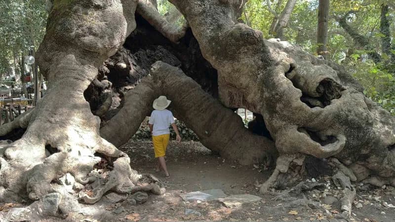 Muğla'nın Yatağan ilçesi Bozüyük Mahallesinde bulunan 854 yıllık anıt çınar, yüzyıllardır ayakta durarak tarihe tanıklık