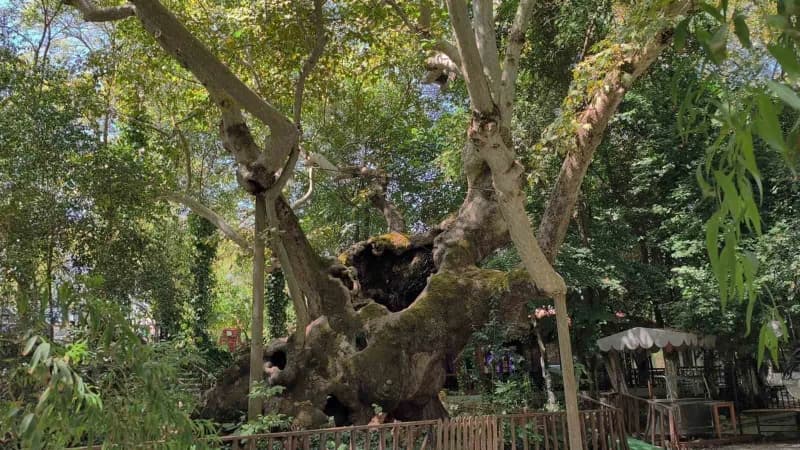 Muğla'nın Yatağan ilçesi Bozüyük Mahallesinde bulunan 854 yıllık anıt çınar, yüzyıllardır ayakta durarak tarihe tanıklık