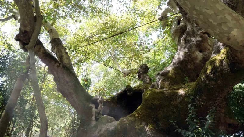 Muğla'nın Yatağan ilçesi Bozüyük Mahallesinde bulunan 854 yıllık anıt çınar, yüzyıllardır ayakta durarak tarihe tanıklık