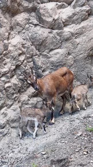Artvin’de anne yaban keçisinin iki yavrusuyla birlikte sarp kayalıklarda ilerlediği anlar kameraya yansıdı