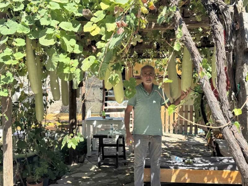 Antalya’nın İbradı ilçesine bağlı Ürünlü Mahallesi’nde yaz aylarını geçiren Şendur Özdoğru’nun deneme amaçlı ektiği su k