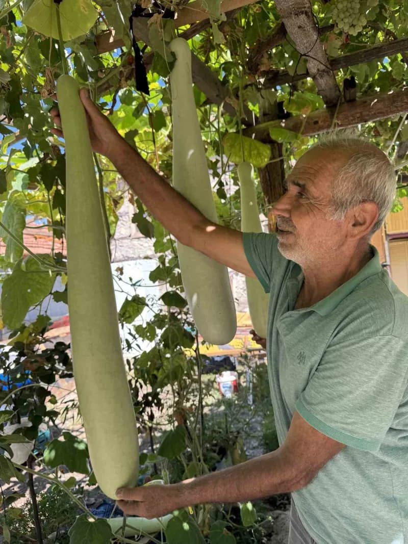 Antalya’nın İbradı ilçesine bağlı Ürünlü Mahallesi’nde yaz aylarını geçiren Şendur Özdoğru’nun deneme amaçlı ektiği su k