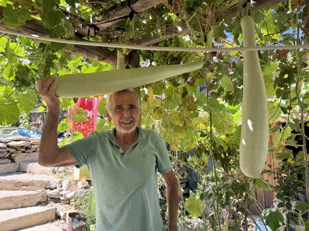 Antalya İbradı Ürünlü Mahallesi’nde deneme amaçlı yetiştirilen 96 santimetre uzunluğundaki su kabağı