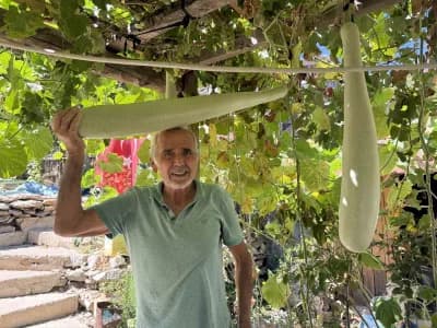 Antalya İbradı Ürünlü Mahallesi’nde deneme amaçlı yetiştirilen 96 santimetre uzunluğundaki su kabağı