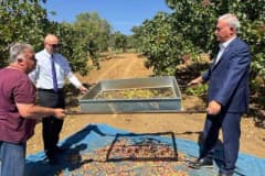 Gaziantep Araban ilçesinde Antep fıstığı bahçelerinde hasat yapan çiftçiler