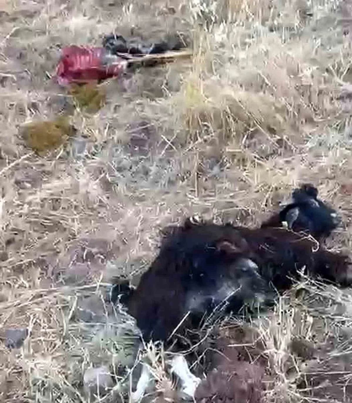 Gaziantep Araban ilçesinde keçi sürüsüne saldıran kurt ve telef olan hayvanlar