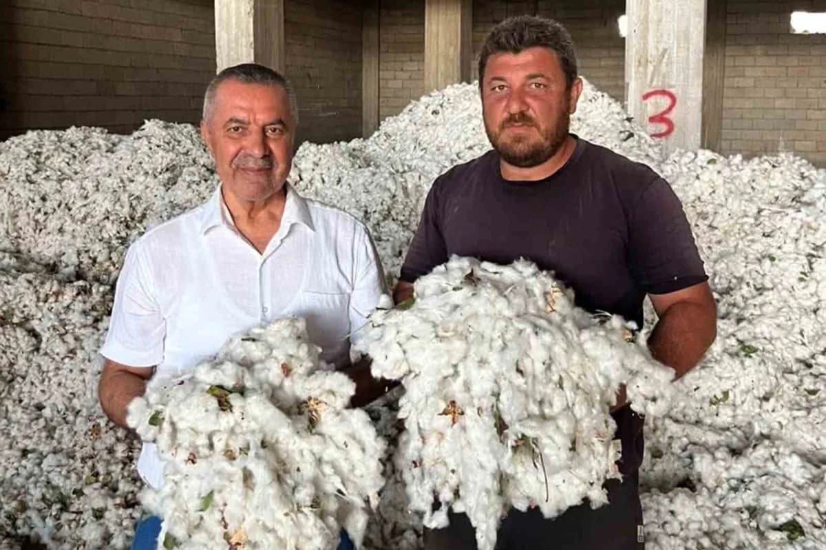 Gaziantep’in Araban ilçesinde beyaz altın olarak adlandırılan pamuk hasadına başlandı, ilk pamuk hasadını yapan çiftçiye